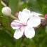 Clerodendrum inerme