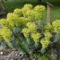 Euphorbia characias