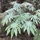 Fatsia polycarpa