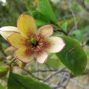 Magnolia figo