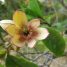 Magnolia figo
