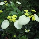 Pseudomussaenda flava