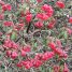 Rhododendron thompsonii
