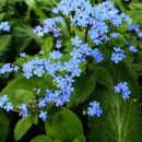 Brunnera macrophylla