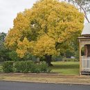Fraxinus excelsior