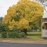 Fraxinus excelsior
