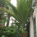 Rhopalostylis sapida