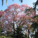 Ceiba pubiflora