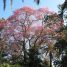 Ceiba pubiflora