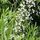 Asparagus falcatus