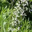 Asparagus falcatus