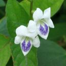 Asystasia gangetica “Micrantha”