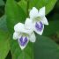 Asystasia gangetica “Micrantha”