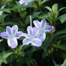 Barleria cristata