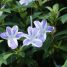 Barleria cristata