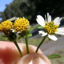 Bidens pilosa