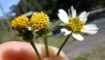 Bidens pilosa