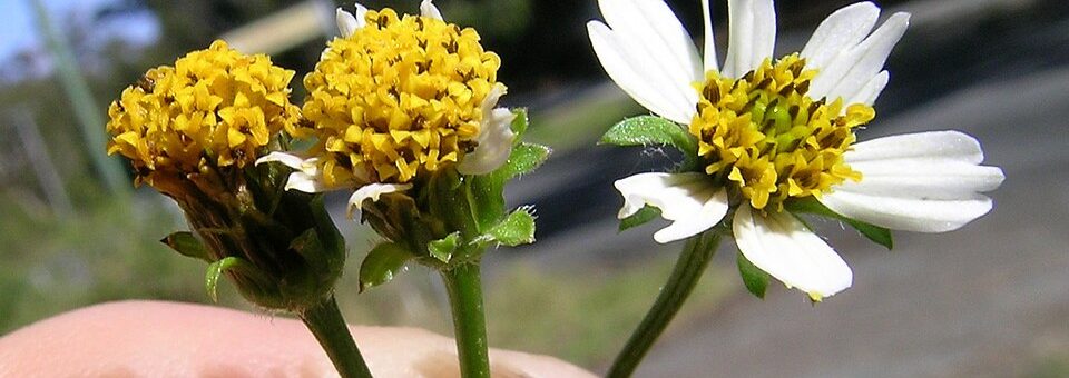 Bidens pilosa