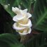 Calathea warscewiczii