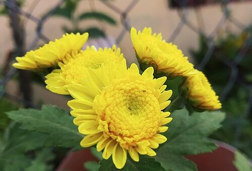 Chrysanthemum indicum