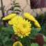 Chrysanthemum indicum