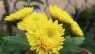 Chrysanthemum indicum