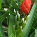 Guzmania monostachia