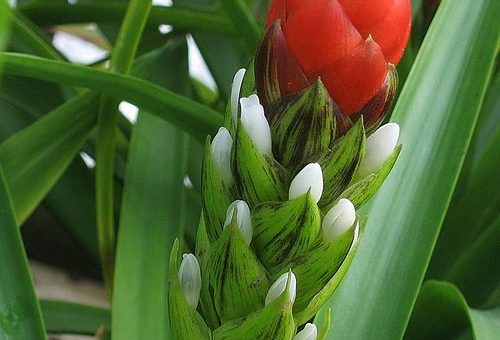 Guzmania monostachia
