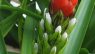 Guzmania monostachia