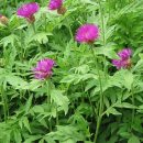 Centaurea dealbata