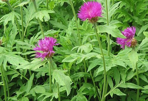 Centaurea dealbata
