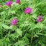 Centaurea dealbata