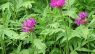 Centaurea dealbata