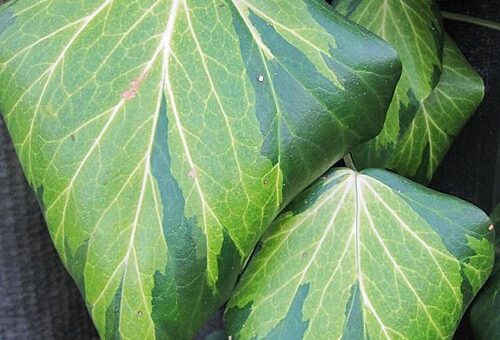 Hedera colchica “Dentata Variegata”