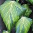 Hedera colchica “Dentata Variegata”