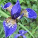 Iris sibirica