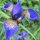 Iris sibirica