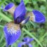 Iris sibirica