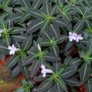 Ruellia devosiana