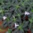 Ruellia devosiana