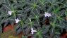 Ruellia devosiana