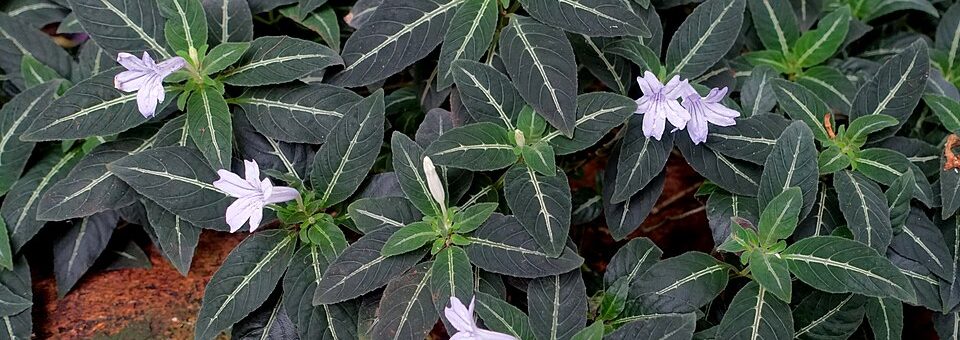 Ruellia devosiana