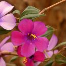 Tibouchina lepidota