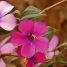 Tibouchina lepidota