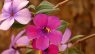 Tibouchina lepidota