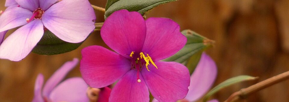 Tibouchina lepidota