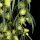 Acacia cognata