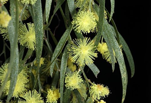 Acacia cognata