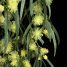 Acacia cognata