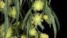 Acacia cognata